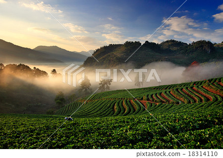 Organic strawberry field on terrace, Doi Ang Khang 18314110