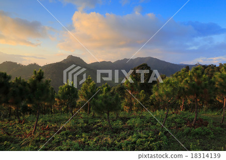 Landscpae of Pine forest, Thailand 18314139