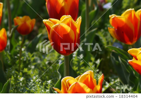 鬱金香Keesnellis 鬱金香Keesnellis 18314404