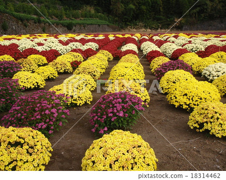 Cheerful chrysanthemum flowers 18314462