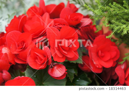 Begonia 18314463