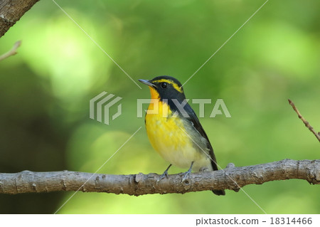 基比塔基 18314466