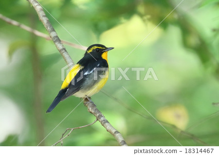 基比塔基 18314467