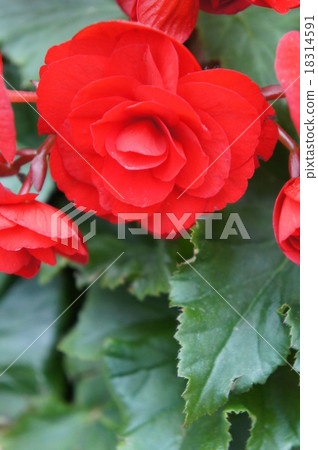 Begonia 18314591