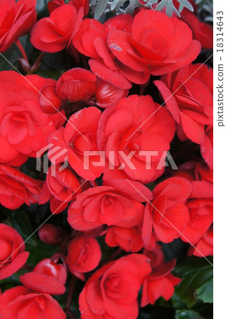 Begonia 18314643