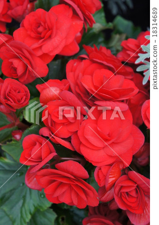 Begonia 18314689