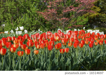 鬱金香美國夢 鬱金香美國夢 18314697