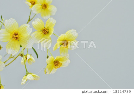 冬季宇宙 18314789