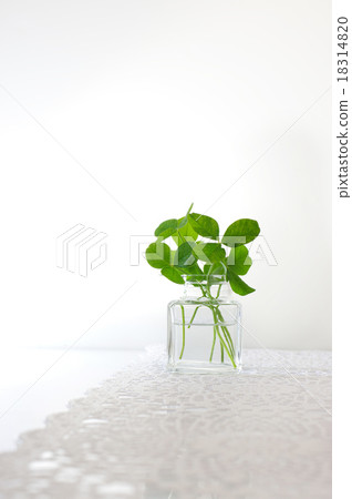 Clover  18314820