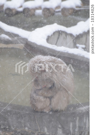 Snow monkey Snow monkey 18314826