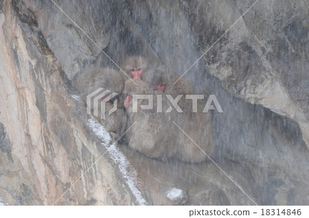 Snow monkey Snow monkey 18314846