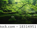 Fresh green Yamabuki water source 18314951