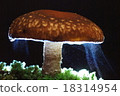 Spore release of mushrooms 18314954