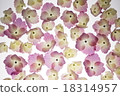 Hydrangea 18314957