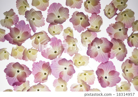Hydrangea Hydrangea 18314957