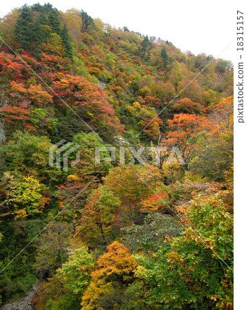 秋葉在後面 18315157