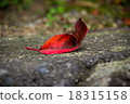 Fall season 18315158