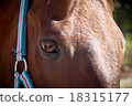 Easy eyes 18315177