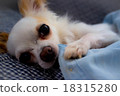 Doggy dog 18315280