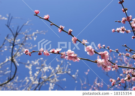 plum plum 18315354
