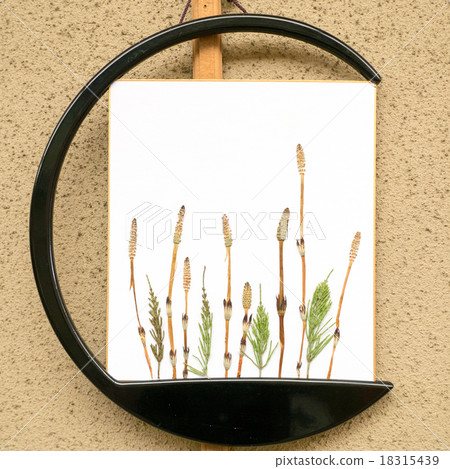 Pressed flowers of Chikushi and Shikina 18315439