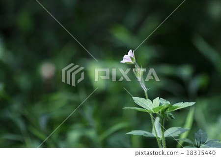 Geranium thunbergii 18315440