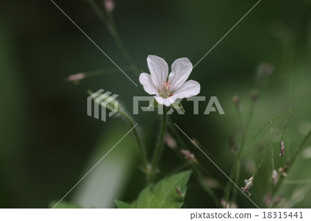 Geranium thunbergii 18315441