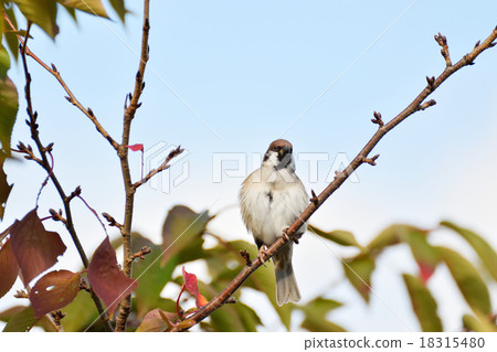 Sparrow and cherry blossom flower bud Autumn Sparrow and cherry blossom flower bud Autumn 18315480