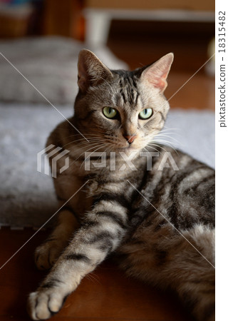 American Shorthair American Shorthair American Shorthair American Shorthair 18315482