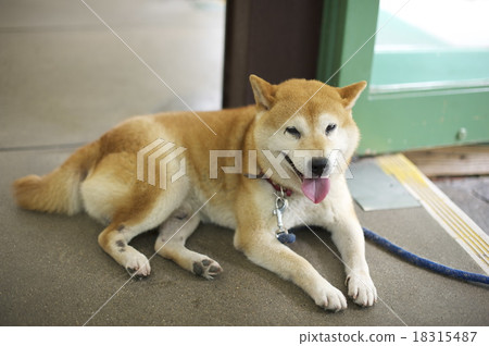 狗狗 狗狗 18315487