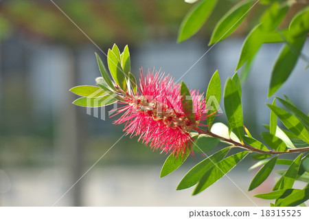 Flowers of brassicaki Flowers of brassicaki 18315525
