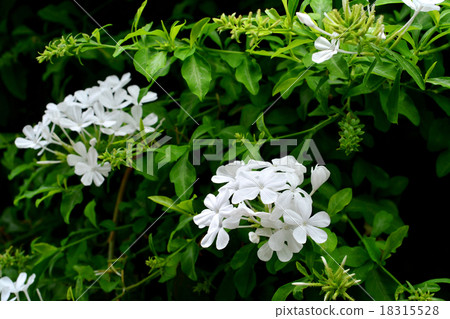 Ruri matsuri white flower 18315528