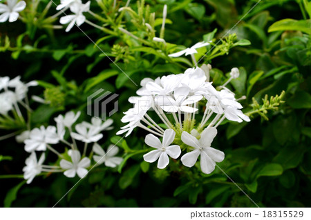 Ruri matsuri white flower 18315529