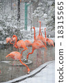 Snow Flamingo 18315565