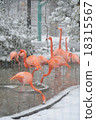 Snow Flamingo 18315567
