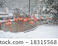 Snow Flamingo 18315568