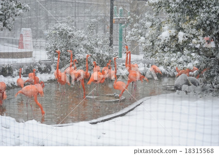 Snow Flamingo 18315568