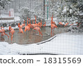 Snow Flamingo 18315569
