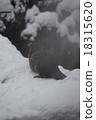 Snow Beaver 18315620