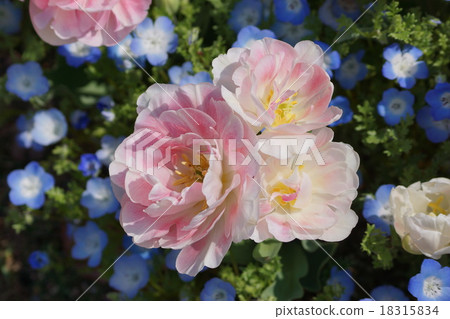 Tulip Angelique 18315834
