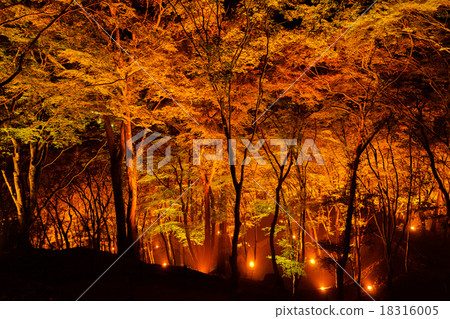 秋季葉子森林 18316005