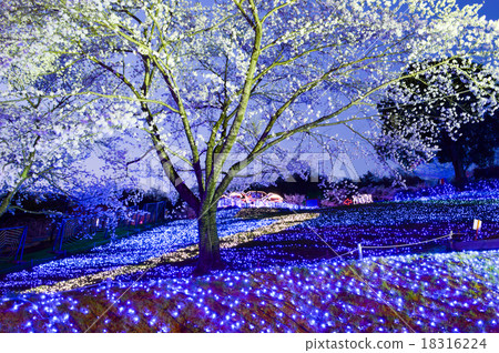 Sakura's light up Sakura's light up 18316224