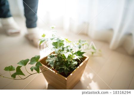 Foliage plant Foliage plant 18316294