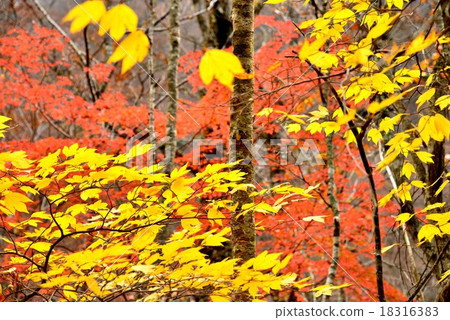 秋葉1（德島縣的Kenzawa村Kenzu超市道路） 18316383