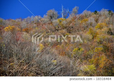 Girou-ku · Dakkamba Forest · Autumn 1 (Jiro Tokushima Prefecture) Girou-ku · Dakkamba Forest · Autumn 1 (Jiro Tokushima Prefecture) 18316464