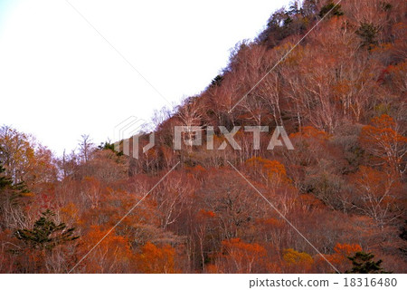 在早晨的陽光下拍攝的抗震灣森林3(德島縣大久保/吉魯山山腳) 在早晨的陽光下拍攝的抗震灣森林3(德島縣大久保/吉魯山山腳) 18316480