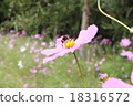 蜜蜂和櫻桃樹 18316572
