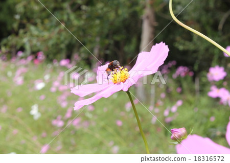 蜜蜂和櫻桃樹 蜜蜂和櫻桃樹 18316572