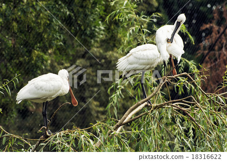 Group of Eurasian spoonbill (Platalea leucorodia) 18316622