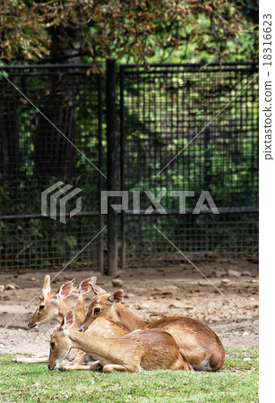 Eld's deer (Panolia eldii), animal scene Eld's deer (Panolia eldii), animal scene 18316623